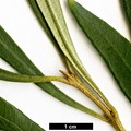 SpeciesSub: subsp. guanchica 